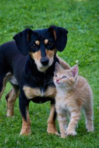 altTmb-vgm-gsv-20261004-publicdomainpictures-cat-71494_1920--FranciscusDierendagFeest-pixabay.jpg