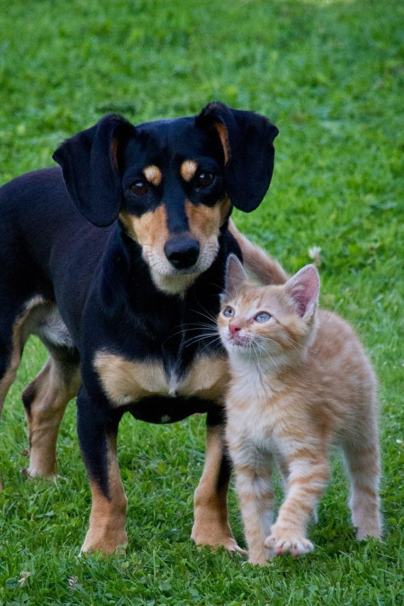 altTmb-vgm-gsv-20261004-publicdomainpictures-cat-71494_1920--FranciscusDierendagFeest-pixabay.jpg